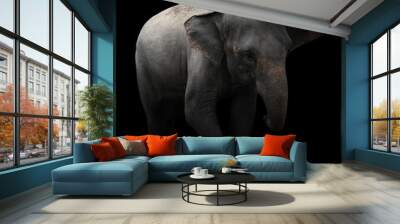 asia elephant standing in dark background Wall mural