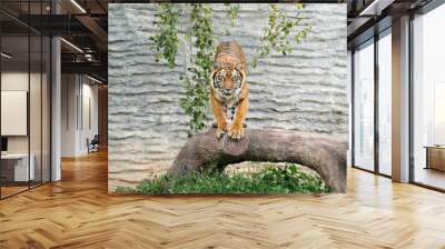 bengal tiger in zoo Wall mural