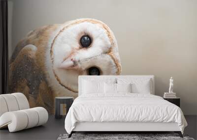 common barn owl ( Tyto albahead ) close up Wall mural