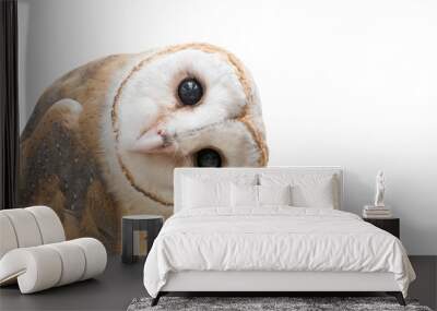 common barn owl ( Tyto albahead ) isolated Wall mural