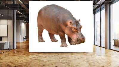 hippopotamus isolated Wall mural