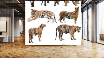 male and fefmale bengal tiger isolated Wall mural