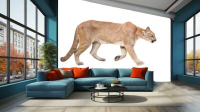 puma isolated Wall mural