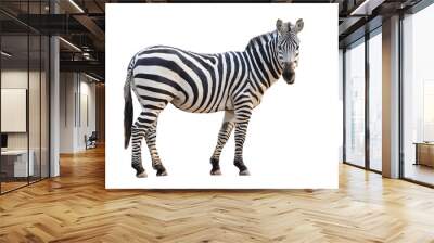 zebra isolated Wall mural