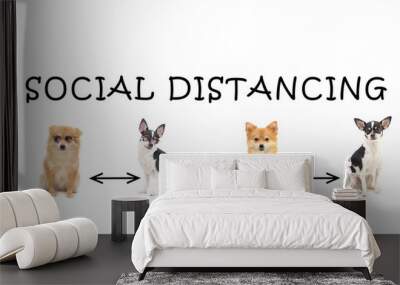 Keep social distancing space for protect corona virus in dog version isolation
 Wall mural