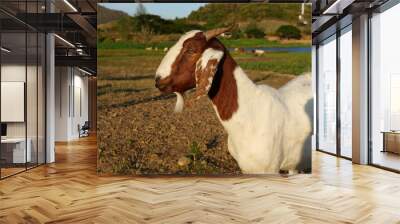 Brown and white spotted goat standing in green pasture, Mammals on the farm field Wall mural