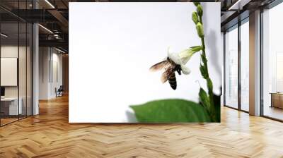 Giant honey bee seeking nectar on white Chinese violet or coromandel or creeping foxglove ( Asystasia gangetica ) blossom in field isolated on white background, Pollen dust on the insect's head Wall mural