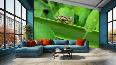 Two Grasshopper mating on tree leaf with natural green background, Black and green pattern of Insect pests in tropical areas Wall mural