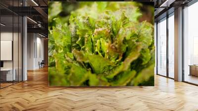 A green lettuce growing in an orchard. Wall mural