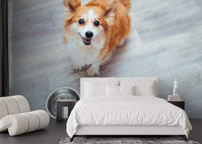 happy happy dog is waiting for food at an empty bowl in the kitchen. Dog diet concept Wall mural