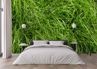 Bright green grass background Wall mural