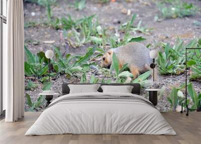 Cute gopher in the park among greenery. Rodent in the wild. Animals close-up. Wall mural