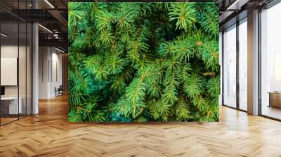 green pine needles Wall mural