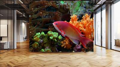 The Indo Lyretail Anthias (Male) Wall mural