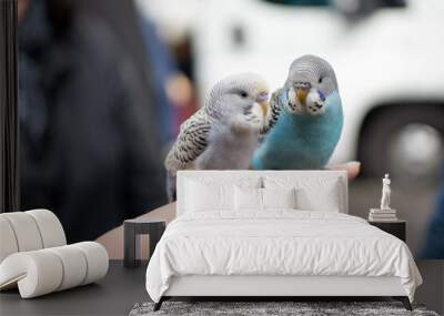 Two vibrant and colorful budgerigars are graciously perched on a human hand in harmony Wall mural