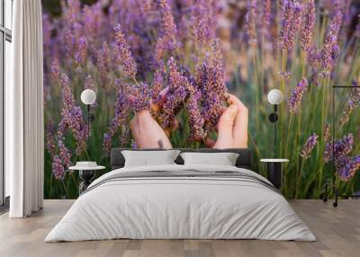 Woman touching blossoming lavender in the lavender field with her hands, first person view, Provence, south France Wall mural