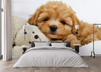 Charming brown and white Maltipoo puppy cuddling with a teddy bear on soft blanket Wall mural