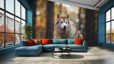 Close-up Portrait of attentive Siberian Husky dog sittng in the bright enchanting fall forest at dusk Wall mural