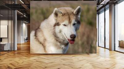 Close-up Portrait of beige and white Siberian Husky dog looking to the camera in the forest on mountains background. Wall mural