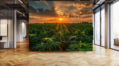 Experience the beauty of a breathtaking sunset over a vast marijuana field illuminated by golden sunrays. Concept Nature, Sunset, Marijuana, Field, Golden Sunrays Wall mural