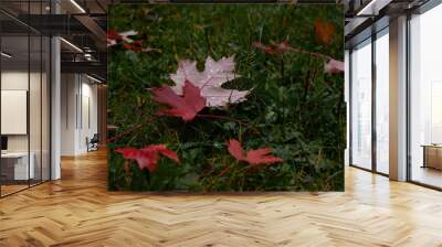 Fallen autumn red maple leaves covered with raindrops on green grass. Natural background Wall mural