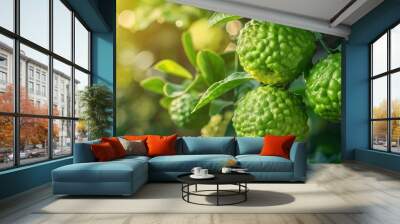 Fresh bergamot fruit hanging on tree branch in sunlit orchard Wall mural