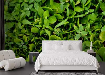 Green grass background, fresh green grass, green grass texture, close to beautiful green grass. A variety of herb for cooking. Vegatarianism. Texture. Copy space Wall mural