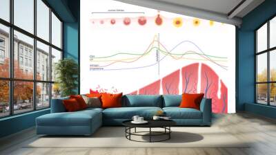 scheme of the menstrual cycle Wall mural