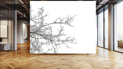 Twigs tree covered snow on a white background with space for text Wall mural