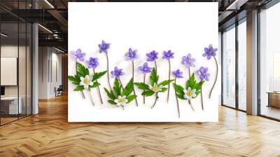 Violet blue flowers hepatica and white flowers anemone on a white background with space for text. Top view, flat lay Wall mural