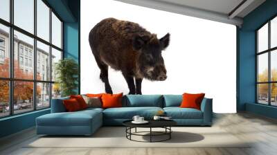 Wild boar ( Sus scrofa, known as the wild swine, wild pig ) on a white background Wall mural