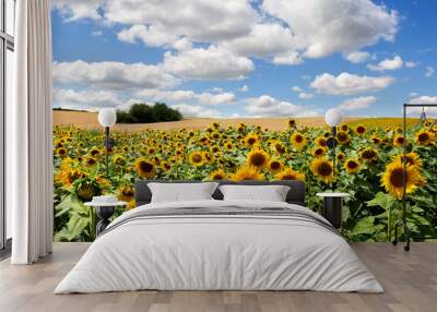 Yellow flowers sunflowers on field on background blue sky with white clouds Wall mural