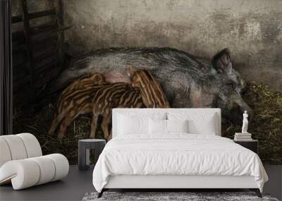 mother pig feeds her piglets lying on her side. High quality photo Wall mural