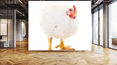 One white chicken. Wall mural