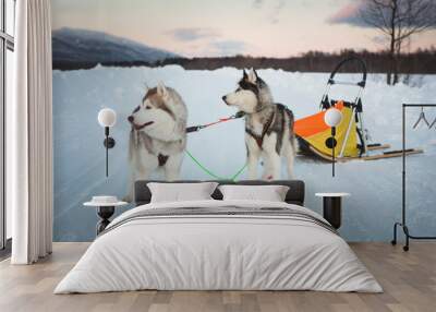 Profile portrait of Two beautiful dogs breed Siberian husky have a rest after sledding at sunset in winter Wall mural