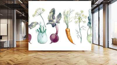 Set of watercolor root vegetables. Hand drawn illustrations of kohlrabi, beets, fennel and carrots  Wall mural