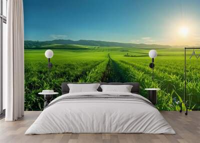 Sugarcane farm under a clear sky: A green agricultural background in a rural setting. Concept Agriculture, Sugarcane Farm, Rural Setting, Clear Sky, Green Background Wall mural