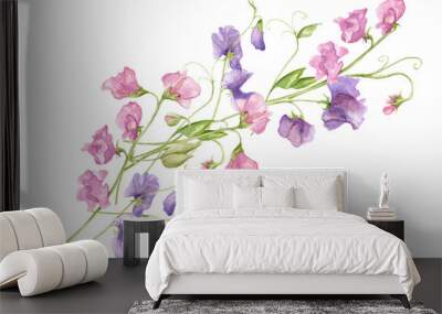 Sweet pea blossoms bouquet on a white background. Isolated sweet pea blossoms set. Floral pattern elements and blossoms. Tender cute flowers. Wall mural