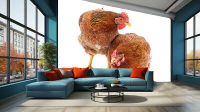 two brown chickens. Wall mural