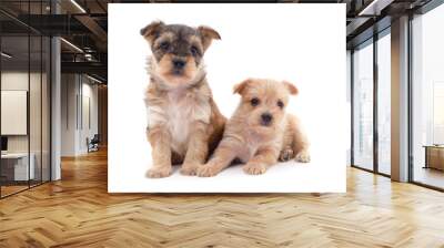 Two small dogs. Wall mural