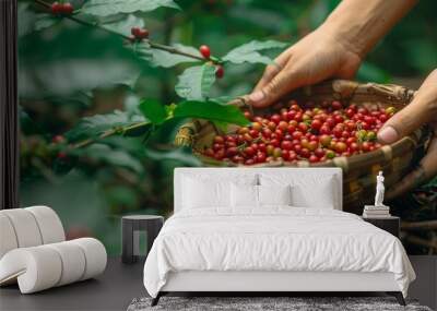 Banner hands harvest red seed in basket robusta arabica plant farm. Coffee plant farm Close up woman Hands harvest raw coffee beans. Ripe Red berry plant fresh seed coffee tree growth with copy space Wall mural