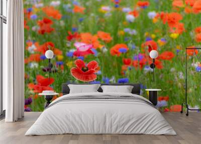 Bright red poppy flowers in summer colorful wildflower meadow Wall mural