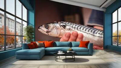 Dead fish in the hands. The chef holds raw fish for food preparing Wall mural