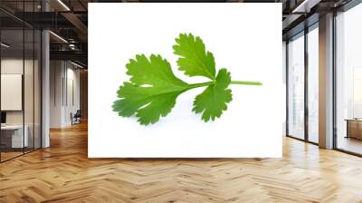 parsley isolated on white background. Wall mural