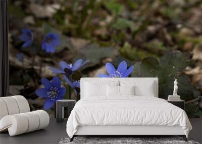 Amazing macro photo of scilla blue flowers and dry leaves around Wall mural