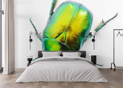 Green beetle on white. Wall mural