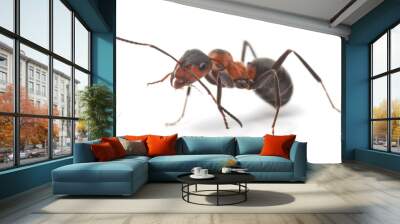 Isolated Red Ant Wall mural