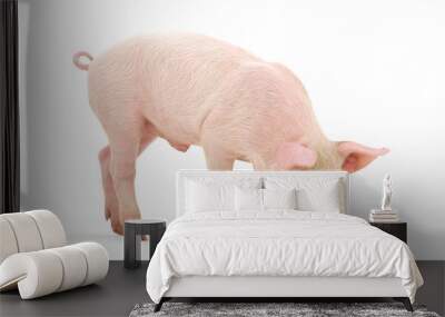 Pig Wall mural