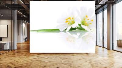 Two white flowers. Wall mural