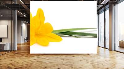 Two yellow flowers. Wall mural